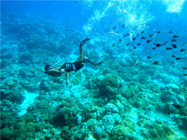 [보홀 / 솔레아 슈페리어] 거북이스노쿨링+돌핀왓칭 3박4일