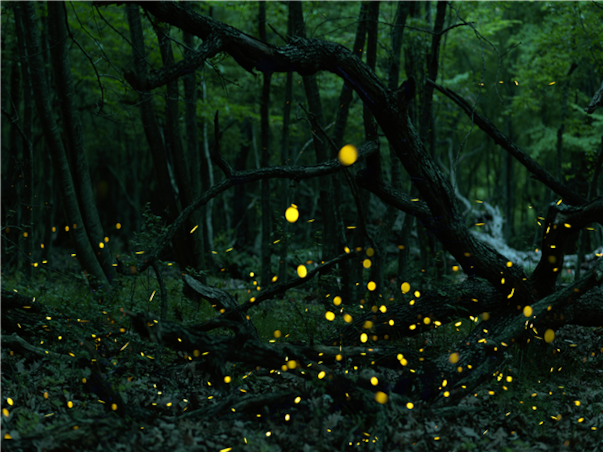 [기간한정특가][노쇼핑+호핑투어+시내라운지] 코타키나발루 그랜드인 슈페리어 3박5일