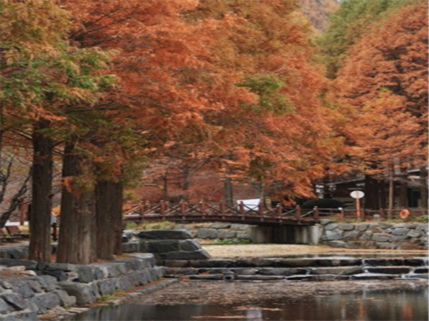 [집중모객]충청도 대전 당일여행 ＜지자제지원특가/장태산휴양림＞