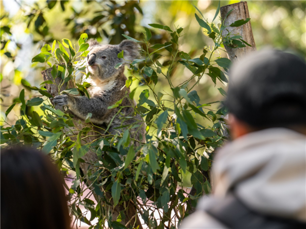 [무조건출발보장] [메가세일] [게릴라특가] 시드니 일주 6일 (전일정4성)