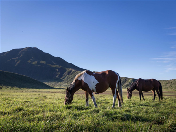 [출발확정][판매NO.1 큐슈] 후쿠오카/유후인/벳부/아소 3일 (월드체인호텔+술음료무제한)