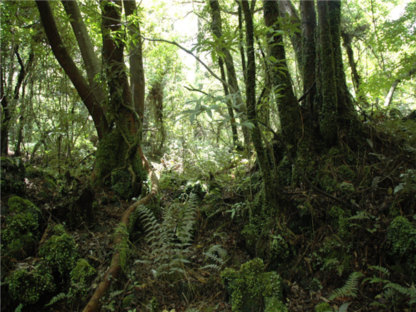 [대구출발][모두단독] 제주도 가족추천 3일 ＜노팁/노옵션/981파크/테마파크/4명부터출발확정＞
